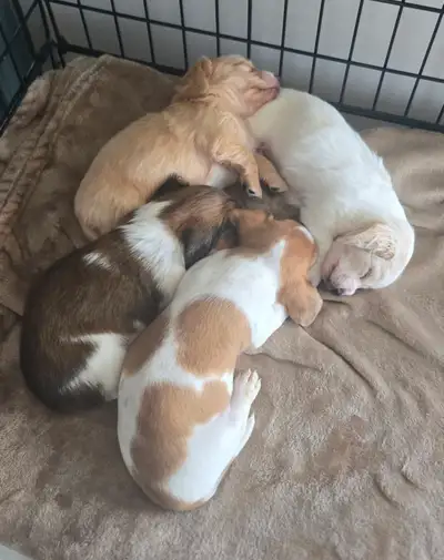 READY NOW  Minature Dachshund Puppies, View more