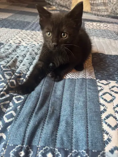 new price if picked up today …$ 50.00 adoption fee dewormed x2 born April 23/25.. 7 weeks old tomorr...