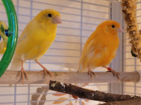 Canaries +cage ( nego)