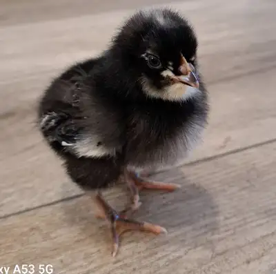 8 Barred rock cross chicks, View more