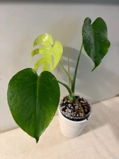 monstera mint, View more