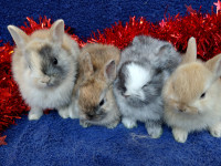 EXTRAORDINARY Netherland dwarf baby bunny rabbits