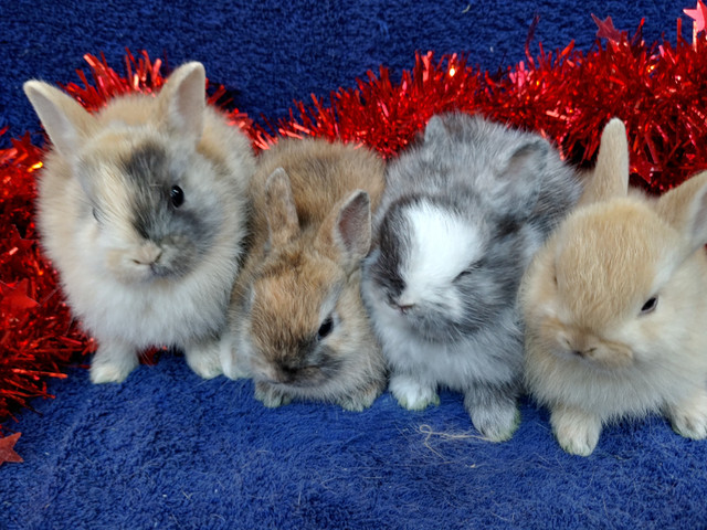 EXTRAORDINARY Netherland dwarf baby bunny rabbits in Small Animals for Rehoming in City of Toronto
