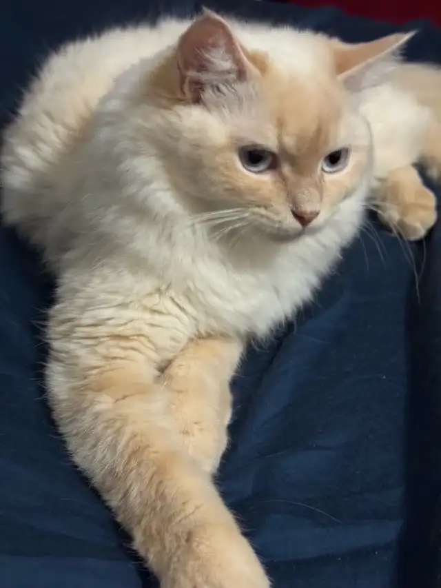 Chatte Ragdoll à adopter