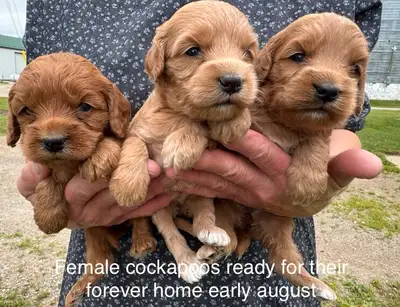 ❤️Beautiful cockapoo pups and goldendoodles (mini and medium), View more