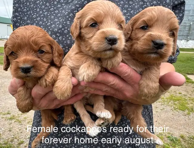 ❤️Beautiful cockapoo pups and goldendoodles (mini and medium) in Dogs & Puppies for Rehoming in Kitchener / Waterloo - Image 3