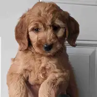 One female Mini golden doodle puppies 
