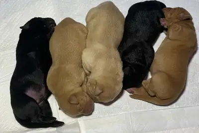 ❤️lab puppy’s❤️, View more