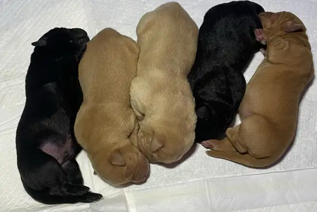 ❤️lab puppy’s❤️ in Dogs & Puppies for Rehoming in Strathcona County - Image 6