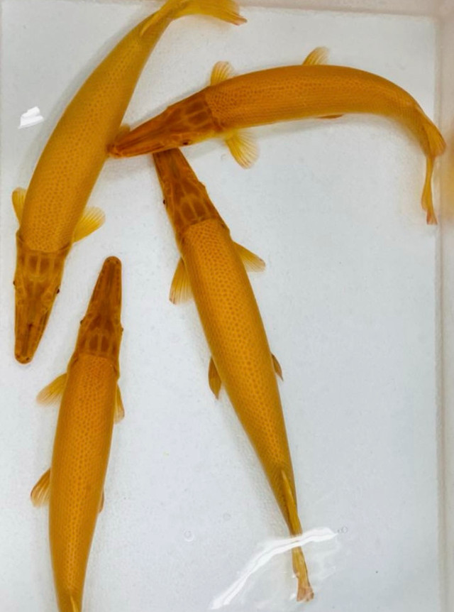 Lots of cool fish inbound today at Source Aquatics in Fish for Rehoming in Calgary - Image 2