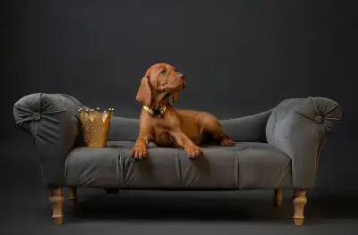 CKC-Registered Vizsla Puppies Ready for Loving Homes, View more