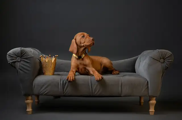 SOLD! One Sweet Male Vizsla Puppy Looking for His Forever Home in Dogs & Puppies for Rehoming in Markham / York Region - Image 2