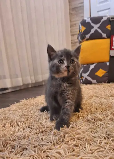 Chaton 120$, View more
