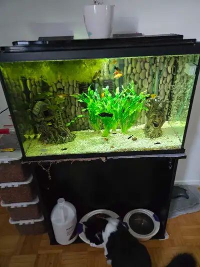 Aquarium fluval flex avec 1 filtreur ,chauffe eau (valeur 299.plus taxe) Meuble ( valeur 125$ plus t...