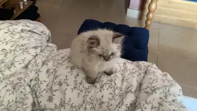 Ragdoll Kitten, View more