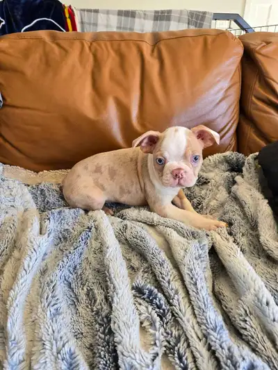 beau chiots boston a vendre prêt maintenant, View more