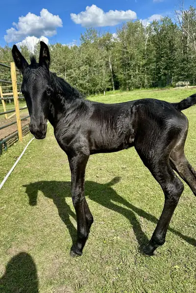 2025 Friesian Filly, Purebred, , View more