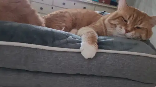2 Loving Orange Cats to a Good Home Includes All Supplies Due to an unexpected and permanent move ov...