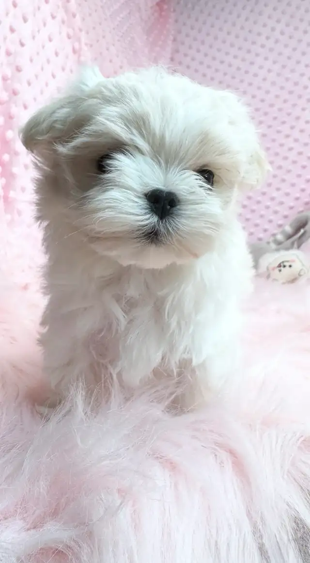 Maltese miniature amazing quality ,Bichon maltais ⭐️ in Dogs & Puppies for Rehoming in Laval / North Shore - Image 5