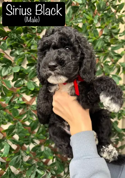 Family-raised F1b Aussiedoodle Puppies, View more