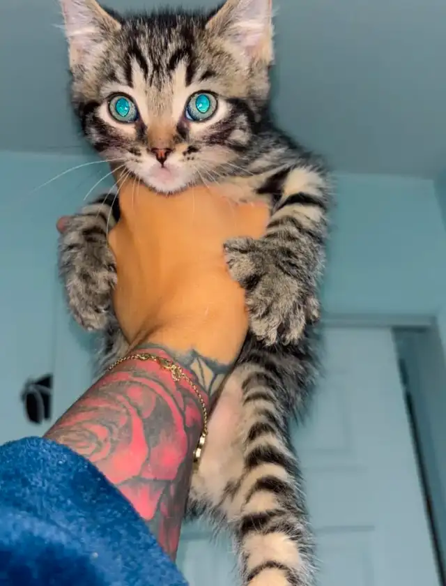 Highland Lynx Mixed in Cats & Kittens for Rehoming in Shawinigan - Image 3