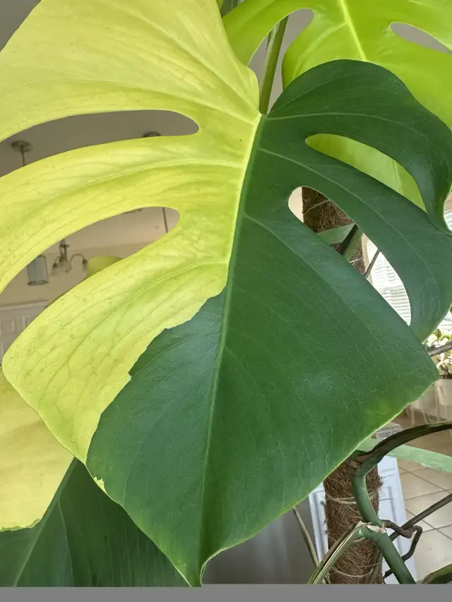 Flash sales on rare monstera wetsticks- 3 wetsticks $100 in Plants, Fertilizer & Soil in City of Toronto - Image 5