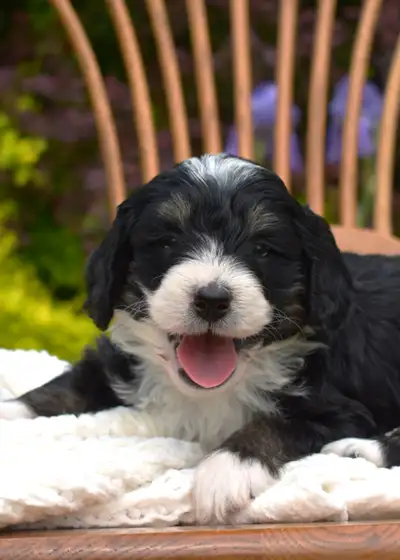Beautiful Mini Bernedoodles, View more