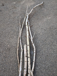 5 Birch Branches / Wood Sticks for Planter / Urn