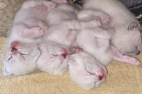 Snow Savannah Kittens 