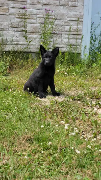 German Shepherd working line puppies, View more