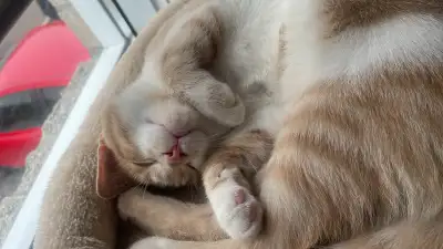 He is a friendly and very affectionate cat He loves to play and to cuddle and is very comfortable He...