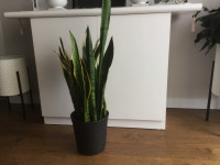 Beautiful healthy house plant 