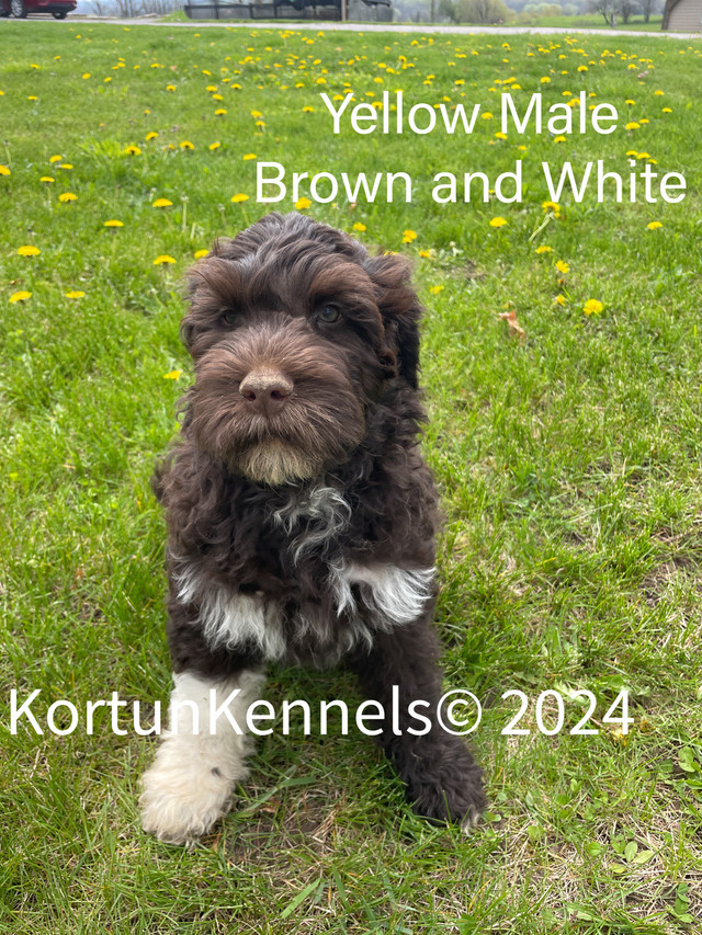 Beautiful Portuguese Water Dog Puppies in Dogs & Puppies for Rehoming in Peterborough