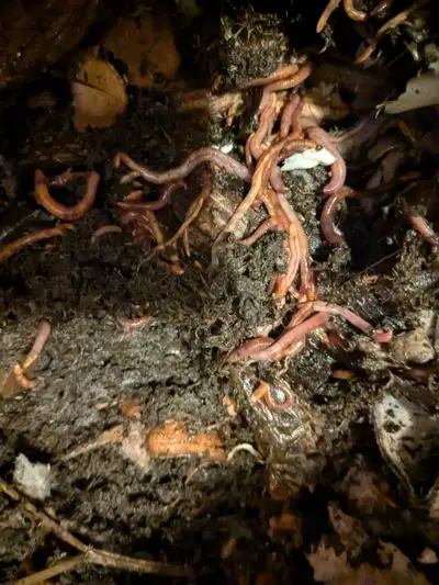 Red Worm Wigglers for composting, $50 to get a starter bucket full of worms. Makes your own compost...