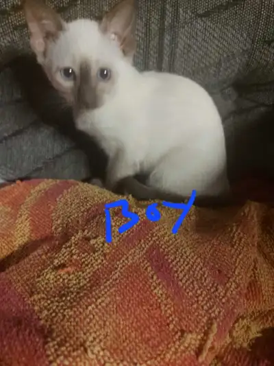 Beautiful Siamese kittens, View more