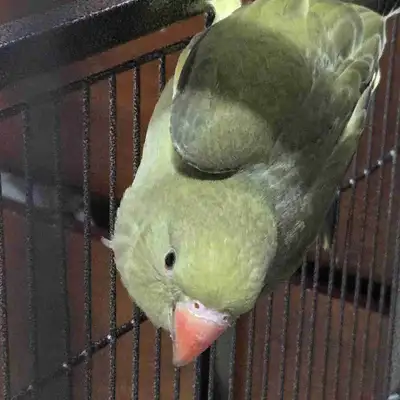 Indian Ringneck with Cage, View more