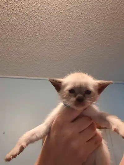 Bonjour, je suis un chaton male race pure siamoia seal point. Je me cherche une famille pret a parti...