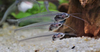 Glass cat fish 