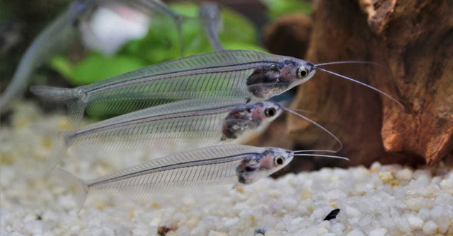 Glass cat fish  in Fish for Rehoming in Peterborough