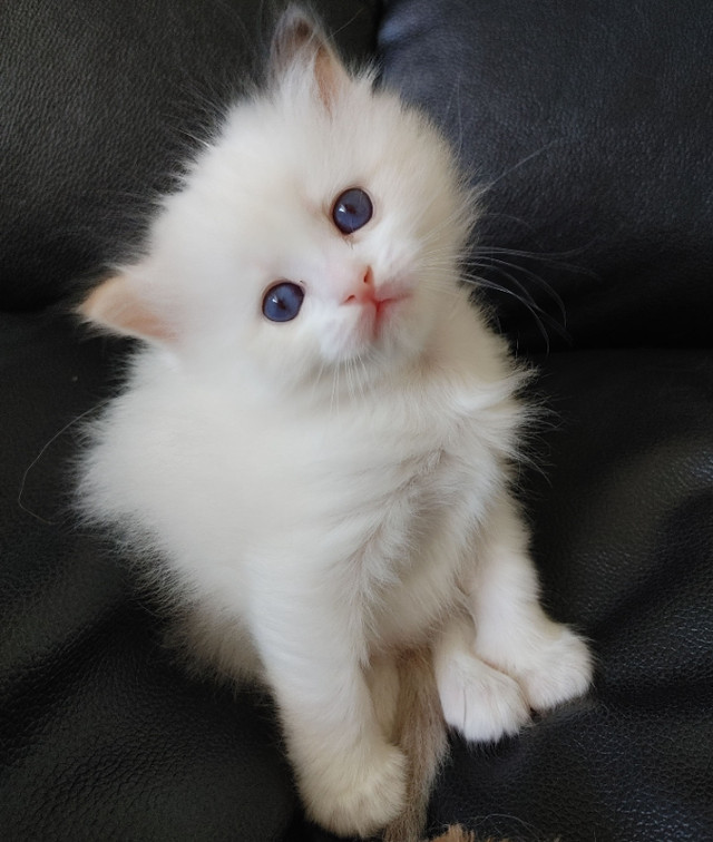 Purebred Ragdoll Kitten in Cats & Kittens for Rehoming in Burnaby/New Westminster