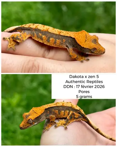8 geckos a crête, View more