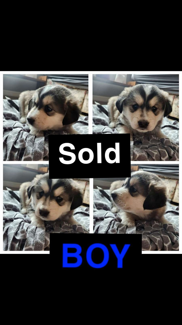 ONLY 2 PUPPIES LEFT!!! in Dogs & Puppies for Rehoming in Norfolk County - Image 2