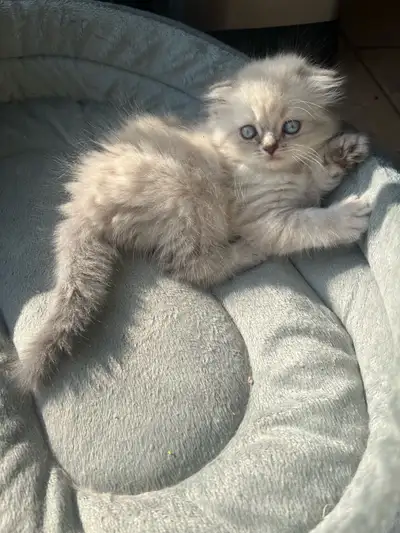 scottish fold kittens, View more