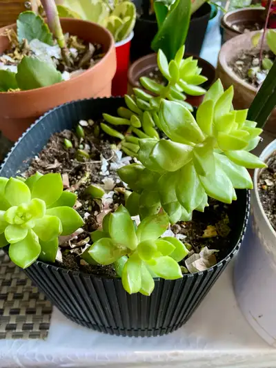 Cheap lots of healthy Houseplants, View more