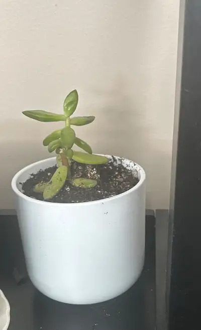 Small jade plant in a white ceramic pot. Pot shows minor soil residue. Plant appears healthy.