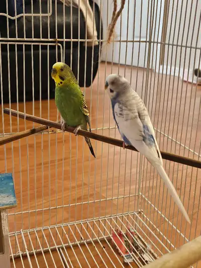 pair of birds for $50, View more