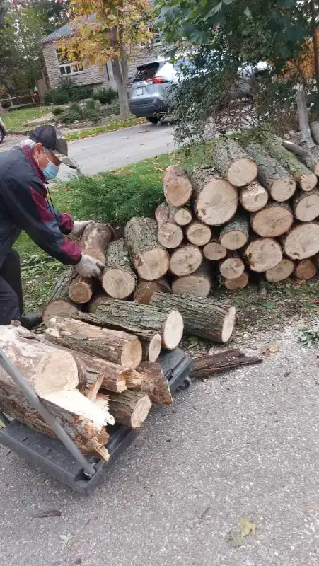 ISA ARBORIST [TREE SERVICE / TREE PERMIT / SPRING LEAN UP] in Lawn, Tree Maintenance & Eavestrough in City of Toronto - Image 7