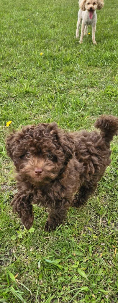 Toy Poodle  