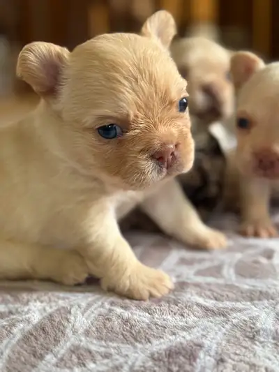 Hailstorm frenchies has a beautiful litter of fluffy babies, 4 girls and 1 boy, call or text for mor...