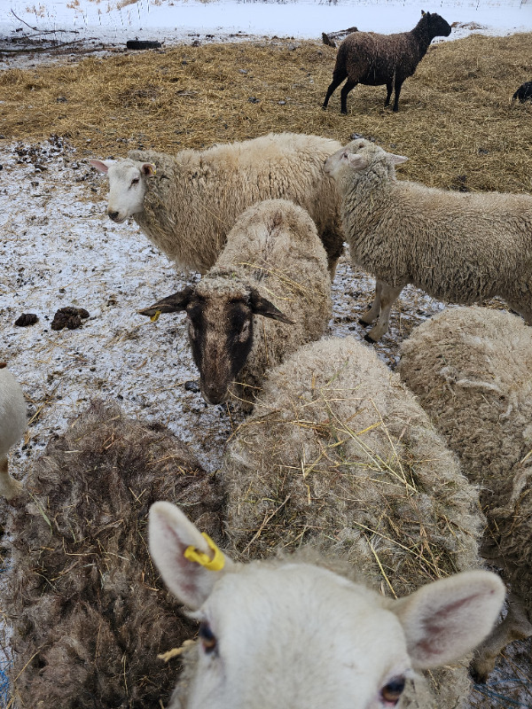 Ewes available in Livestock in Sudbury - Image 3